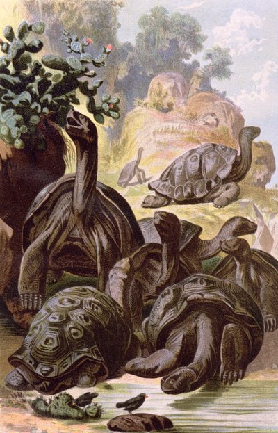 Jättikilpikonnat Galapagossaarilta, luonnonhistoriakirjasta, 1887 tekijältä Alfred Brehm