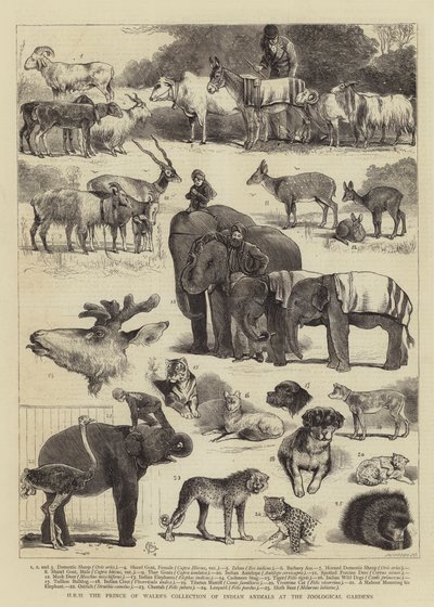 Walesin prinssin intialaisia eläimiä sisältävä kokoelma eläintieteellisessä puutarhassa tekijältä Alfred Chantrey Corbould