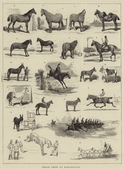 Hevosnäyttely Manchesterissa tekijältä Alfred Chantrey Corbould