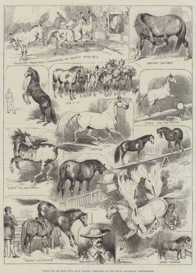 Mitä voidaan tehdä Wild Horsesilla, Luonnokset kuninkaallisessa akvaariossa, Westminster tekijältä Alfred Courbould