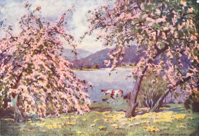 Lake District: Esthwaite Water, Apple Blossom (värilitografia). tekijältä Alfred Heaton Cooper