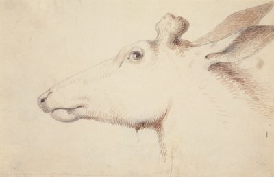 Hirvi. noin 1837 (piirustus) tekijältä Alfred Jacob Miller