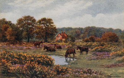 Uusia metsäponeja, Lyndhurst tekijältä Alfred Robert Quinton