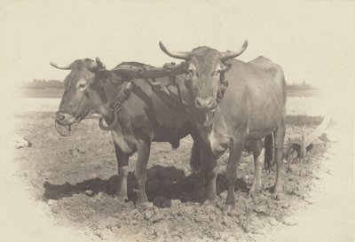  tekijältä Alfred Stieglitz