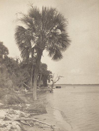 Rockledgessä, Floridassa tekijältä Alfred Stieglitz