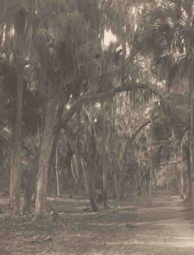 Rockledgessä, Floridassa tekijältä Alfred Stieglitz