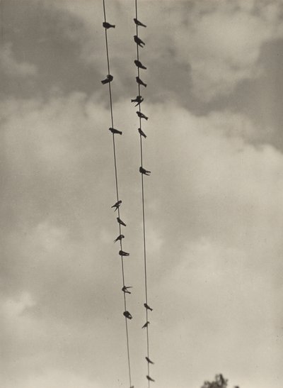 Linnut tekijältä Alfred Stieglitz