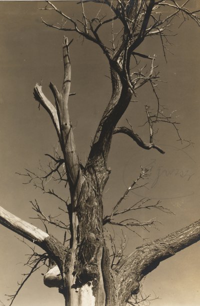 Kuoleva kastanjapuu (käänteinen) tekijältä Alfred Stieglitz