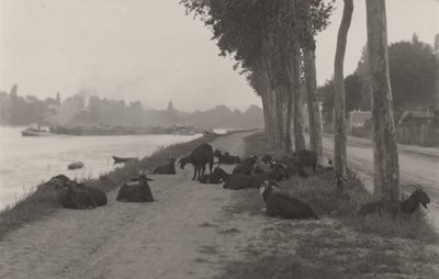 Vuohia Pariisin ulkopuolella tekijältä Alfred Stieglitz
