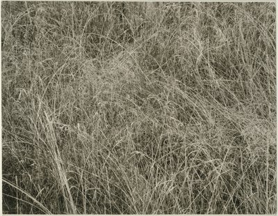Ruoho tekijältä Alfred Stieglitz