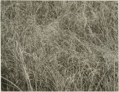 Grass, 1933. tekijältä Alfred Stieglitz