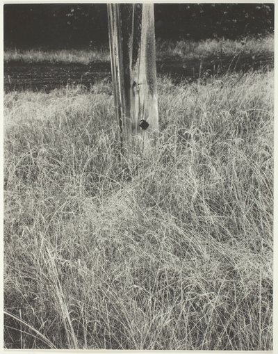 Herba i asta de bandera finlandesa tekijältä Alfred Stieglitz