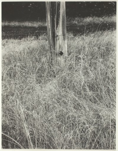 Ruoho ja lipputanko, 1933. tekijältä Alfred Stieglitz