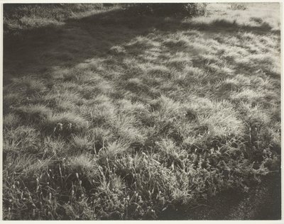 Ruohoa ja huurretta tekijältä Alfred Stieglitz