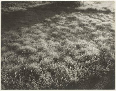 Ruoho ja huurre, 1934. tekijältä Alfred Stieglitz