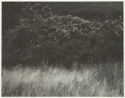 Hedge ja ruoho - Lake George tekijältä Alfred Stieglitz