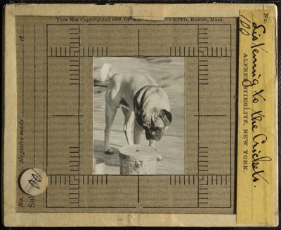 Cricketsin kuunteleminen, c. 1900. tekijältä Alfred Stieglitz