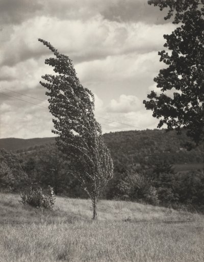 Poplar – Lake George tekijältä Alfred Stieglitz