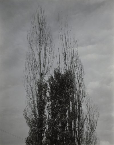Poppelit – Lake George tekijältä Alfred Stieglitz