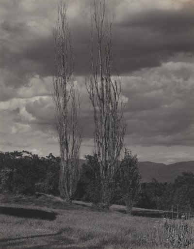Poppelit – Lake George tekijältä Alfred Stieglitz