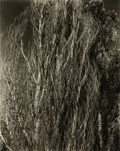 Poppelit – George-järvi tekijältä Alfred Stieglitz