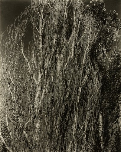 Poppelit – Lake George, 1932. tekijältä Alfred Stieglitz