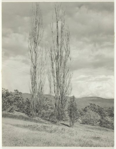 Poppelit – Lake George, 1935. tekijältä Alfred Stieglitz
