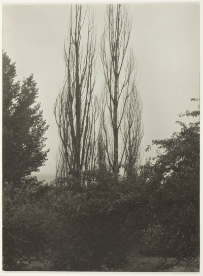 Poppelit - Lake George tekijältä Alfred Stieglitz