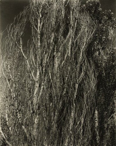 Poppelit - Lake George tekijältä Alfred Stieglitz