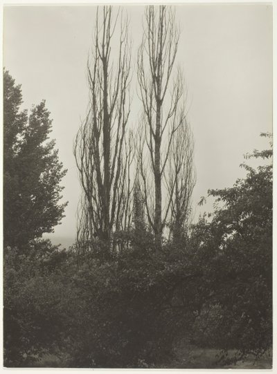 Poppelit - Lake George, 1935. tekijältä Alfred Stieglitz