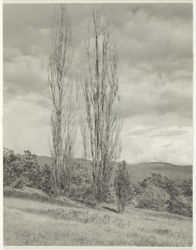Poplars Lake George tekijältä Alfred Stieglitz