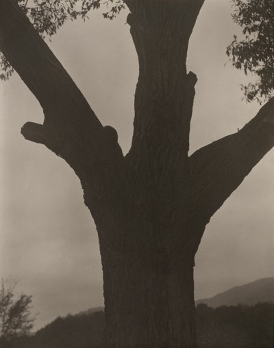 Kuoleva kastanja tekijältä Alfred Stieglitz