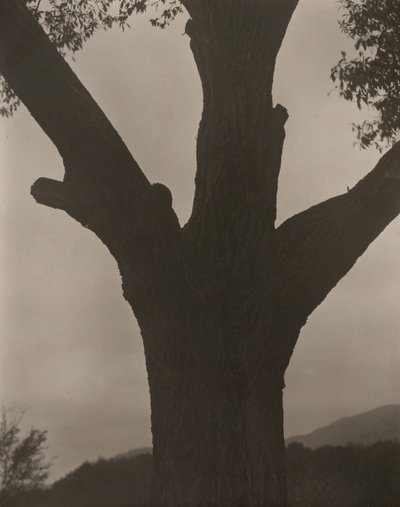 Kuoleva kastanja, 1919. tekijältä Alfred Stieglitz