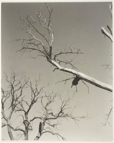 Kuoleva kastanjapuu-opettajani tekijältä Alfred Stieglitz