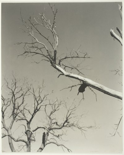 Kuoleva kastanjapuu-opettajani tekijältä Alfred Stieglitz