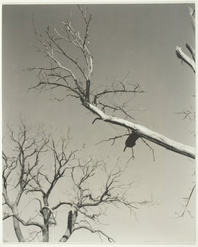 Kuoleva kastanjapuu – Opettajani, 1927. tekijältä Alfred Stieglitz