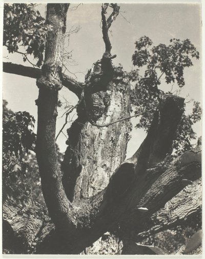 Vanha vaahtera - Lake George, 1926. tekijältä Alfred Stieglitz