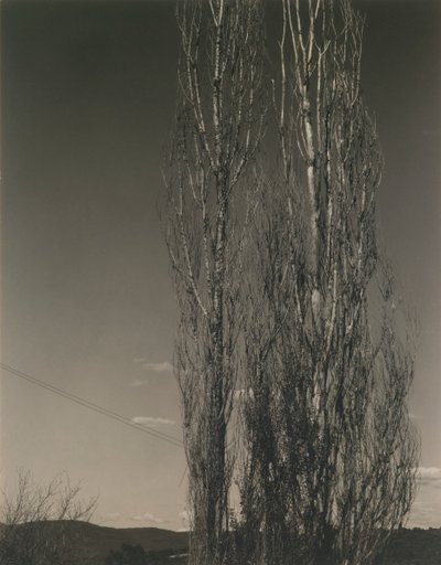 The Two Poplars, Lake George tekijältä Alfred Stieglitz