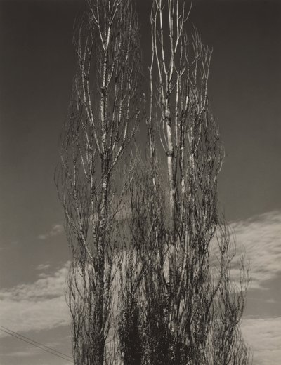 Kaksi poppelia, Lake George tekijältä Alfred Stieglitz