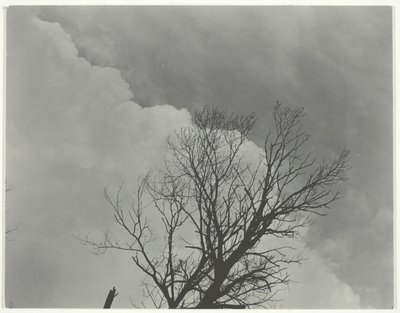 Puusarja 3, c. 1924. tekijältä Alfred Stieglitz