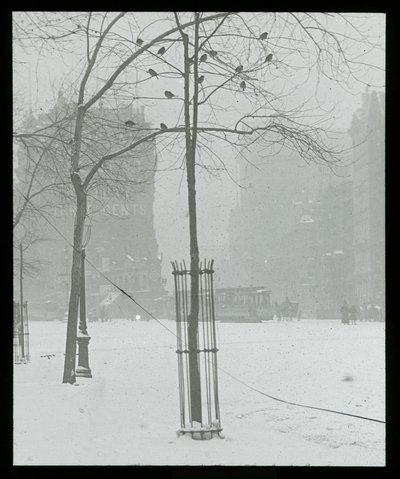 Puu lumessa, New York City tekijältä Alfred Stieglitz