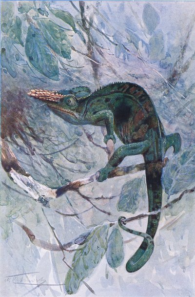 Afrikkalainen kameleontti, kuvitus teoksesta "Wildlife of the World", n. 1910 (väri litho) tekijältä Alfred Weczerzick