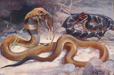 Cobra ja Puff Adder, kuvitus teoksesta "Wildlife of the World", n. 1910 (värilitho) tekijältä Alfred Weczerzick