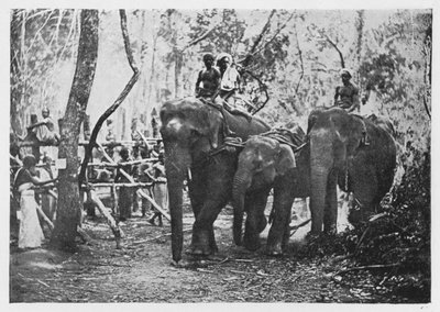 Elephant Kraaling Ceylonissa - Ei enää vapaana, c1890, 1910 tekijältä Alfred William Amandus Plate