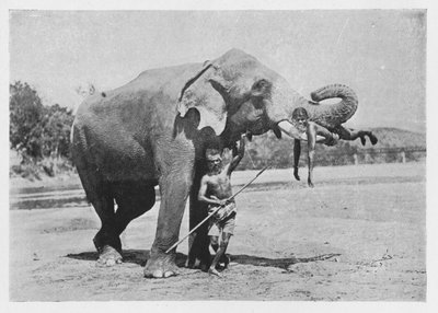Maligawa Elephant and Mahouts, c1890, 1910 tekijältä Alfred William Amandus Plate