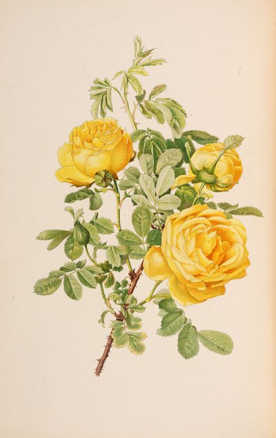 Kuva Ellen Willmottin teoksesta The genus rosa, 1914. tekijältä Alfred William Parsons