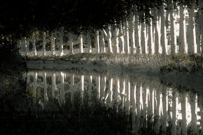 Darstellung von Alice Gur-Arie