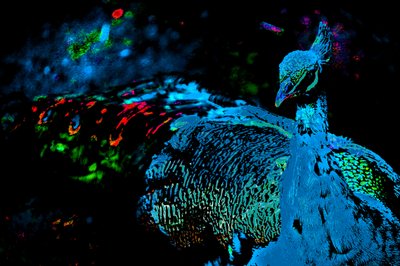 Prinsessan riikinkukko, 2012 (valokuva) tekijältä Alice Gur-Arie