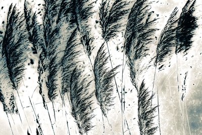 Lännen tuuli, 2016 (käsin maalattu valokuva) tekijältä Alice Gur-Arie