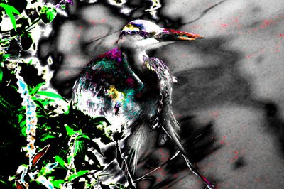 After the Blind, 2013 (valokuva) tekijältä Alice Gur-Arie